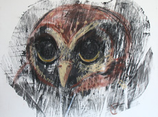 Mexican Wood Owl (strix squamulata)
