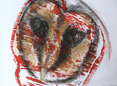 Tasmanian Masked Owl (tyto castanops)